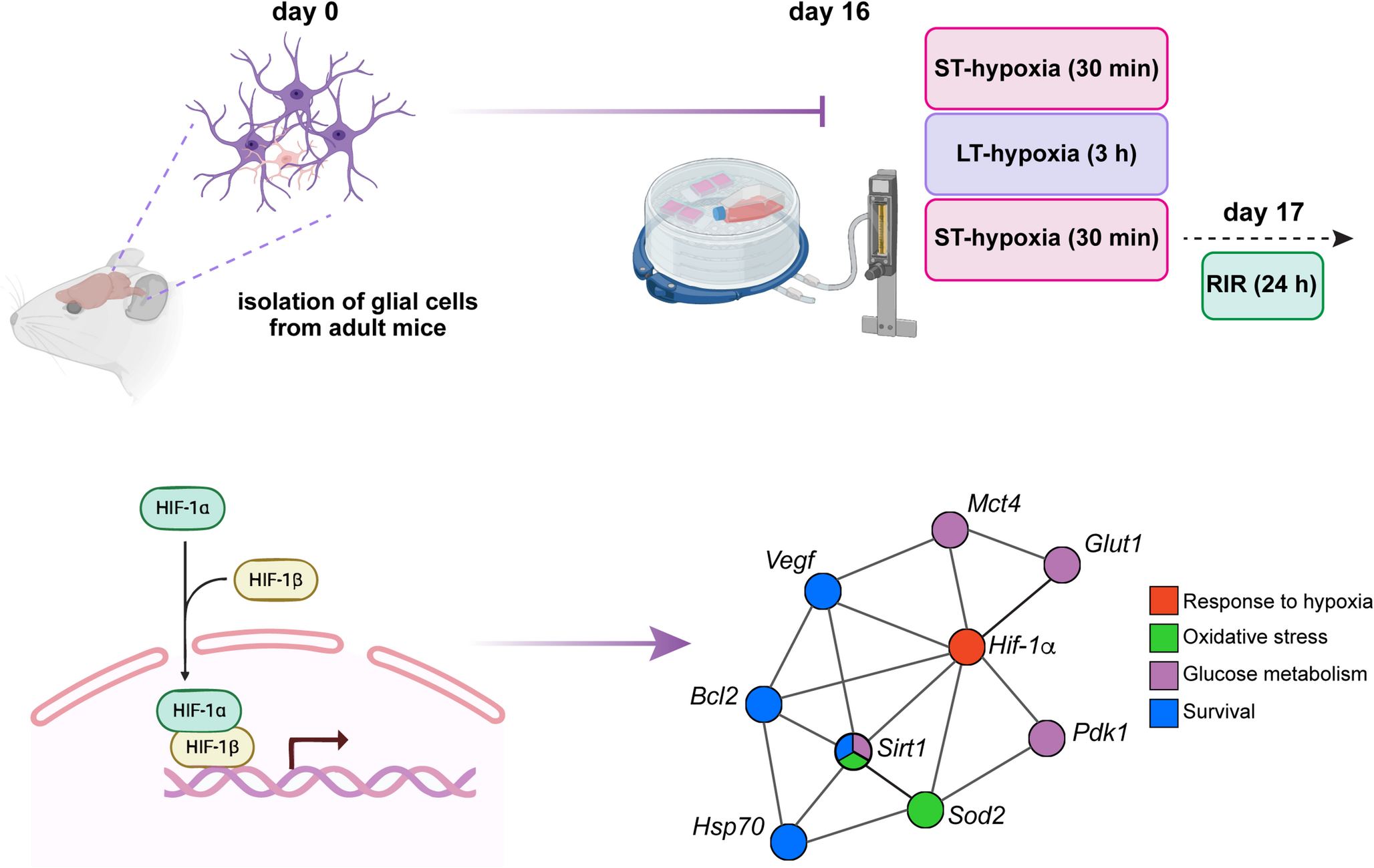 The Molecular Signature of Astrocyte Response to Hypoxia Outlines the Metabolic and Cell Survival Mechanisms for Neuroprotection