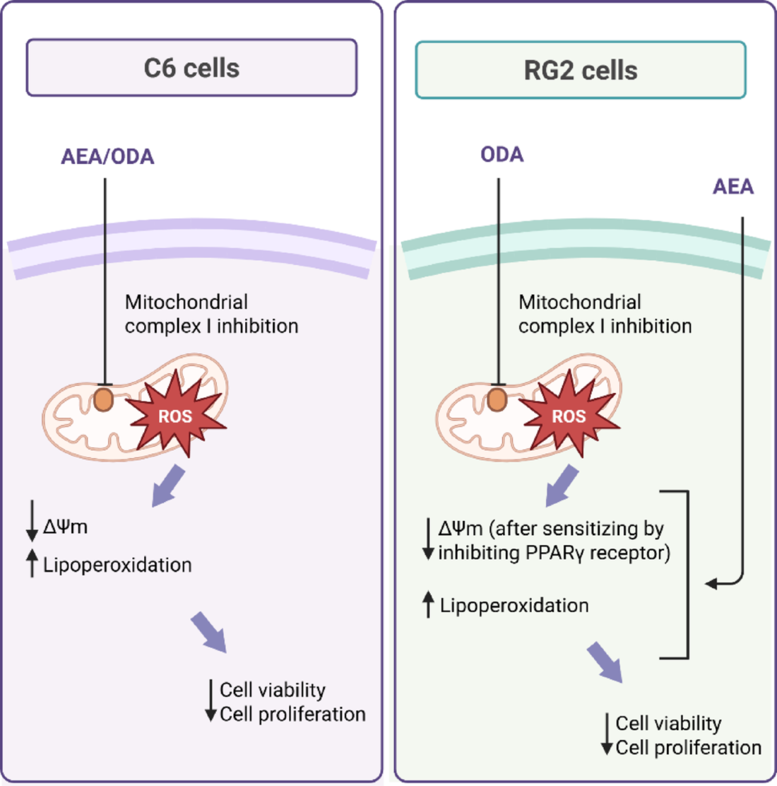 The Anti-proliferative Effects of Anandamide and Oleamide in Glioblastoma Cell Lines Recruit Mitochondrial and PPAR-γ Receptor Modulation
