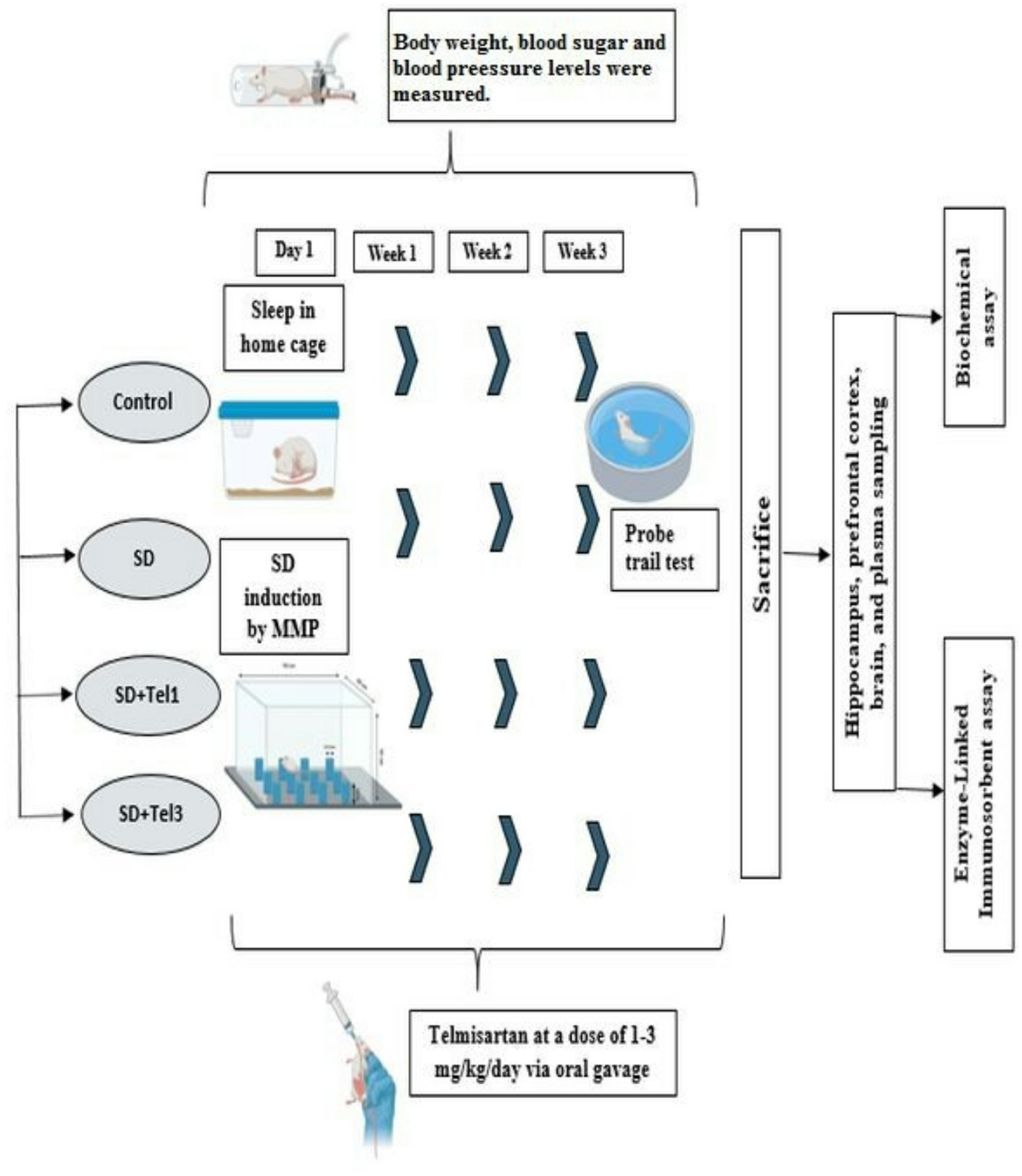 Effect of Ang II Receptor Inhibition on GSK-3β/CREB/BDNF Signalling in REM Sleep Deprivation-Induced Memory Impairment
