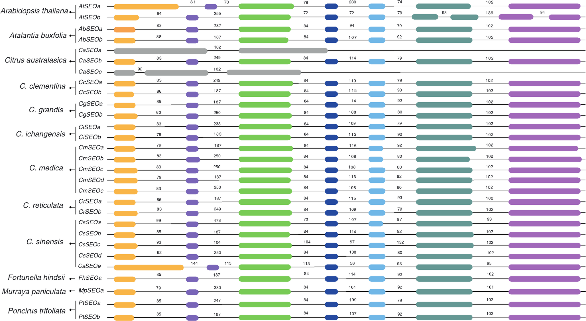 Genetic architecture of the sieve element occlusion (SEO) family underlying potential regulatory mechanisms in citrus stress response