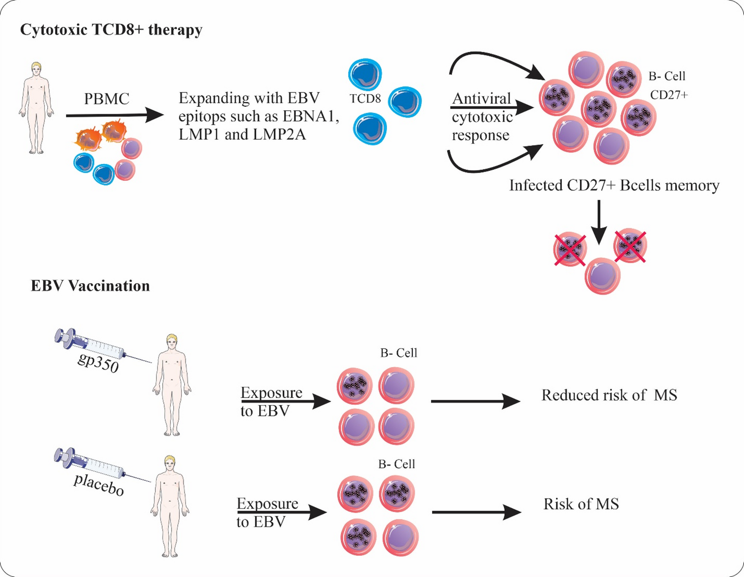 Epstein–barr virus and multiple sclerosis: from pathogenesis and diagnosis to EBV-specific T cell therapy and gene-targeted therapeutics