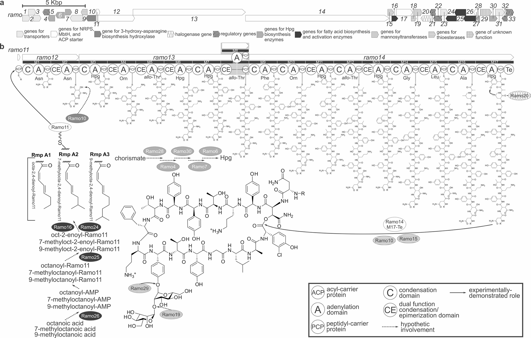 Updated sequence of ramoplanin biosynthetic gene cluster from  ATCC 33,076