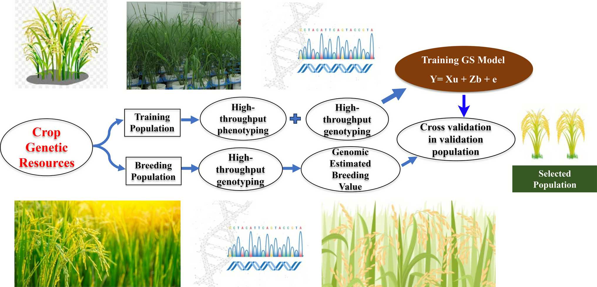 Accelerating genetic gain through integrated genomic selection in crop plants
