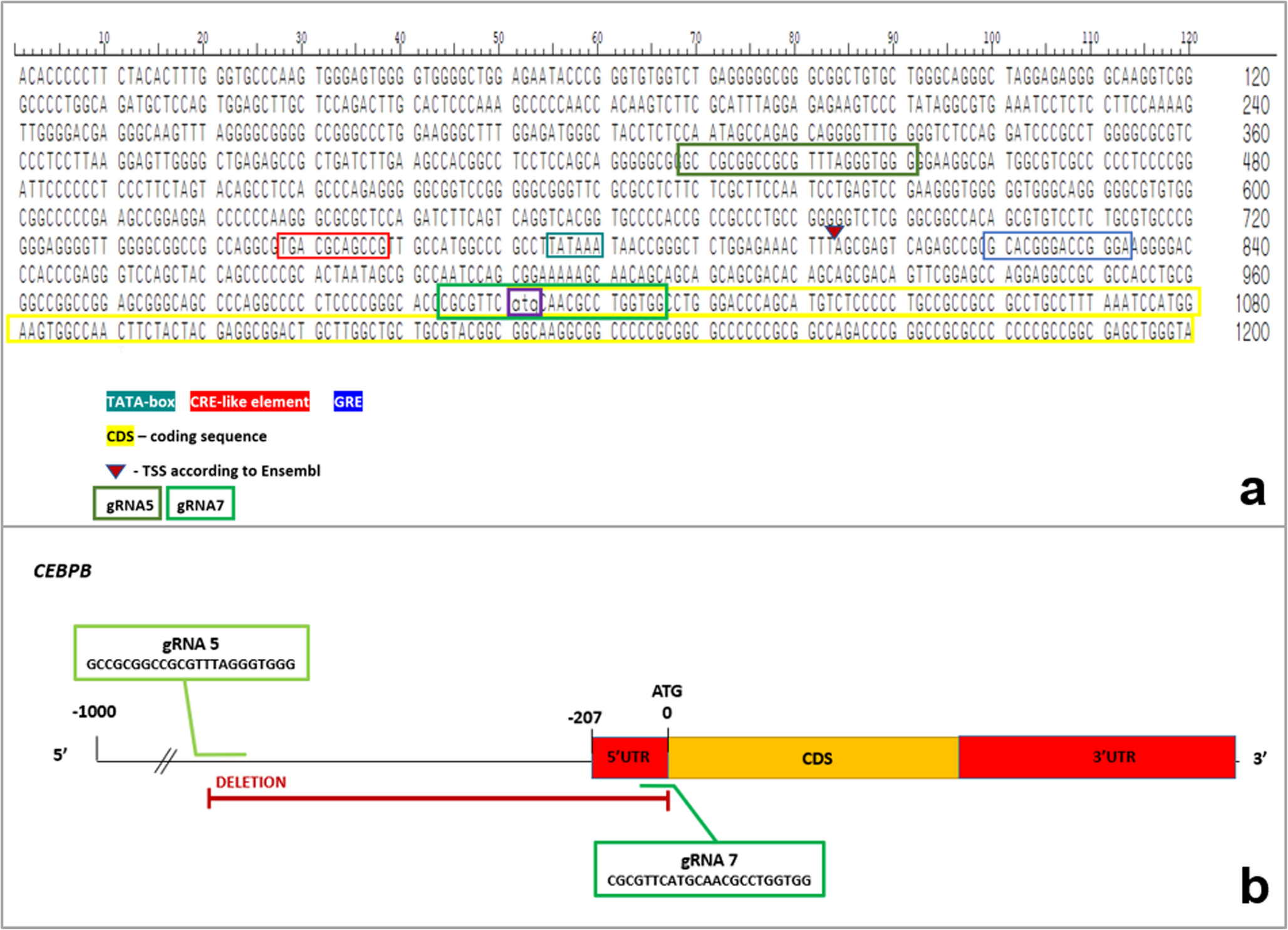 The role of the  gene in porcine adipogenesis: a study using CRISPR/Cas9-edited mesenchymal stem cells