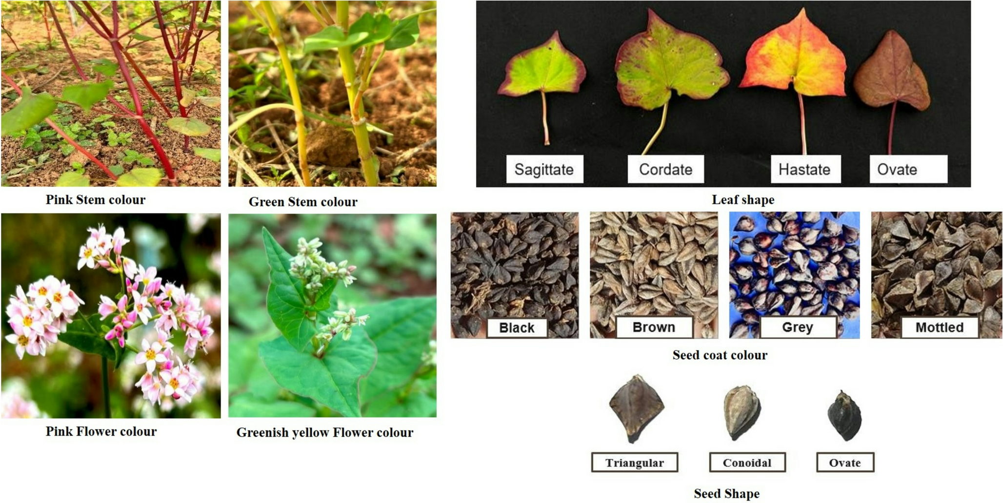 Extricating the allelic variation, population structure and genetic potential in buckwheat genotypes and substantiation of high yielding and stable genotypes with superior biochemical quality