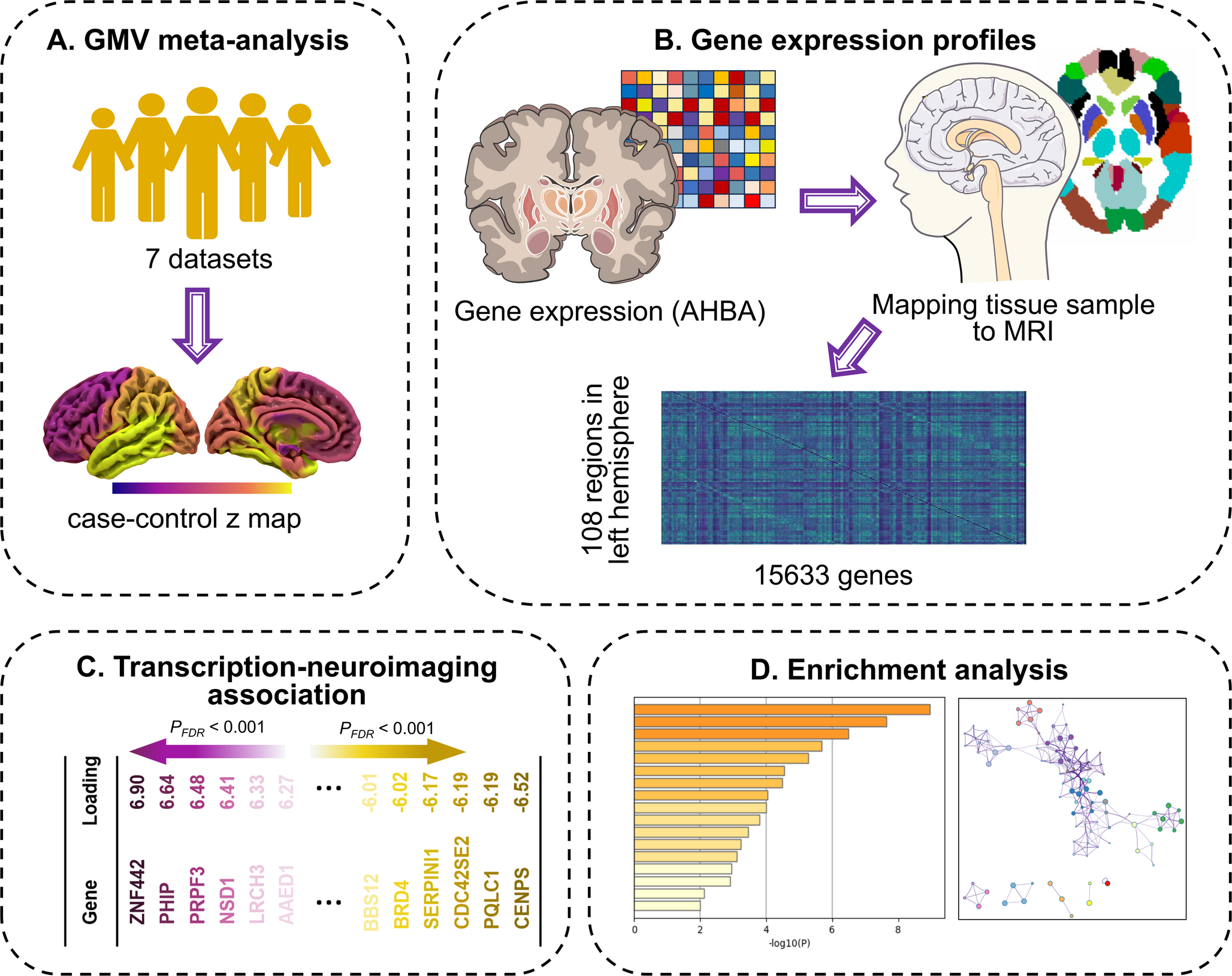 Transcriptomic signatures of gray matter volume alterations in hepatic encephalopathy