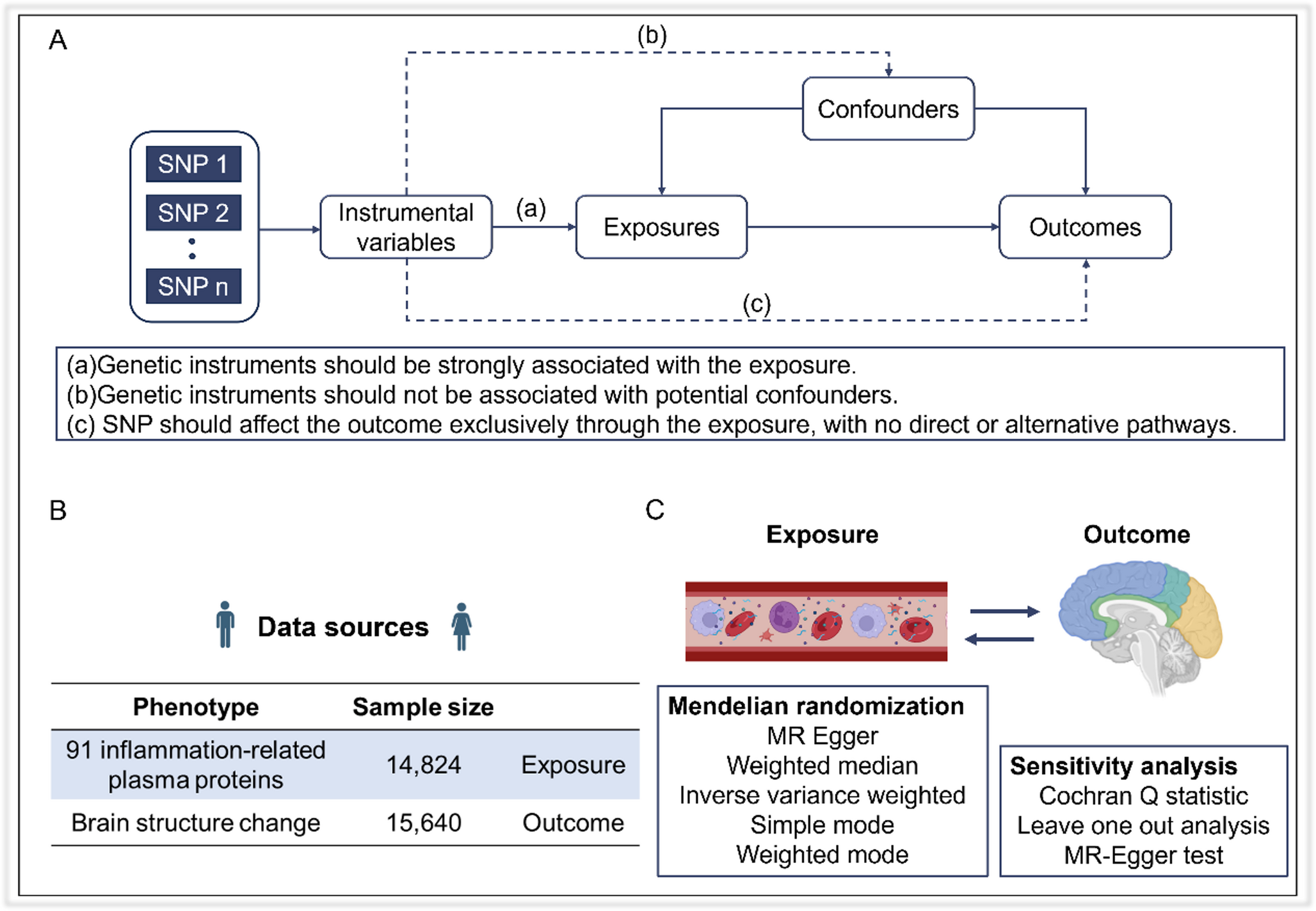 Causal association between plasma inflammatory proteins and longitudinal brain atrophy: a bidirectional Mendelian randomisation study