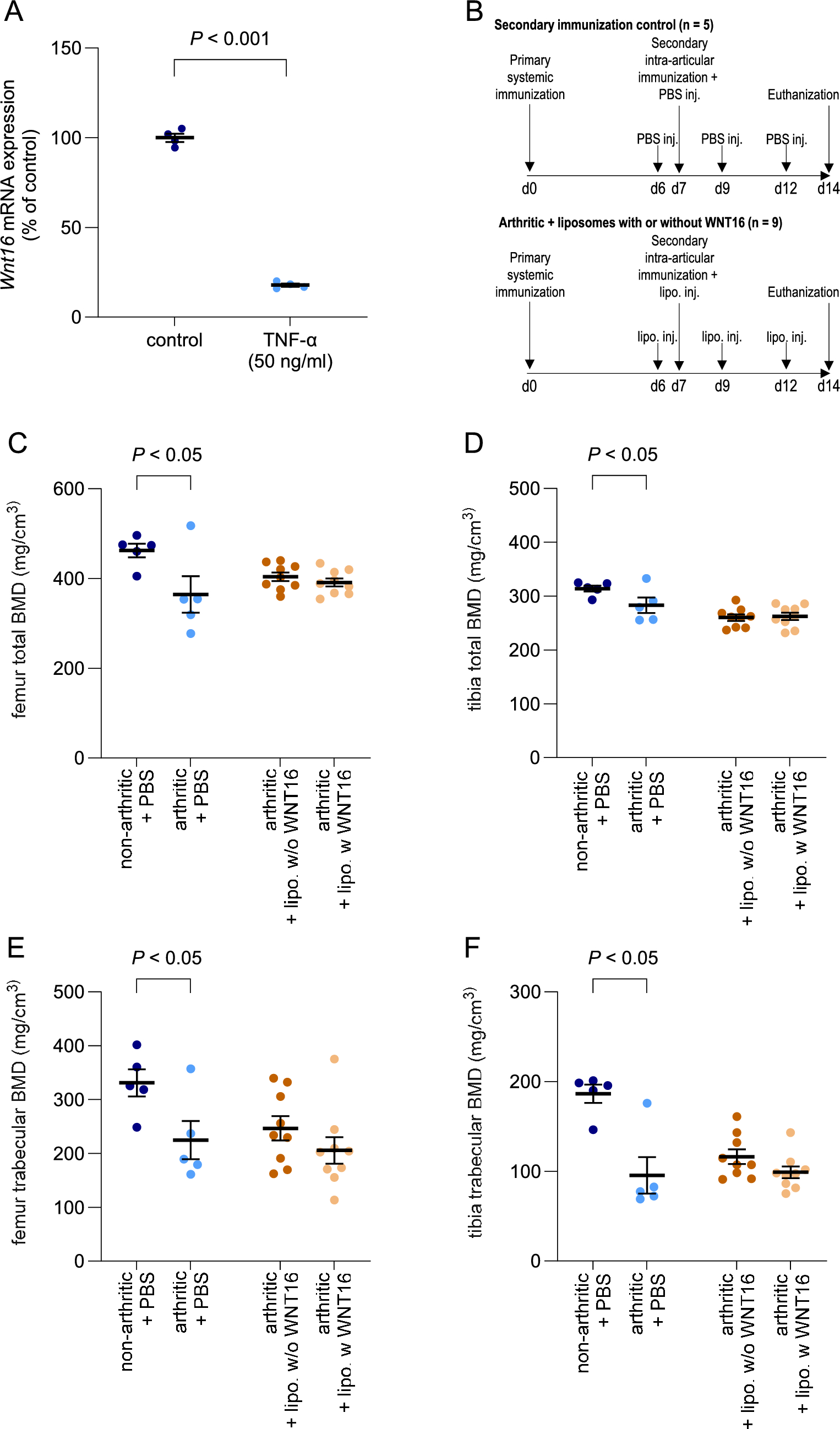 WNT16 Overexpression is Insufficient to Counteract Inflammation-induced Bone Loss in Female Mice