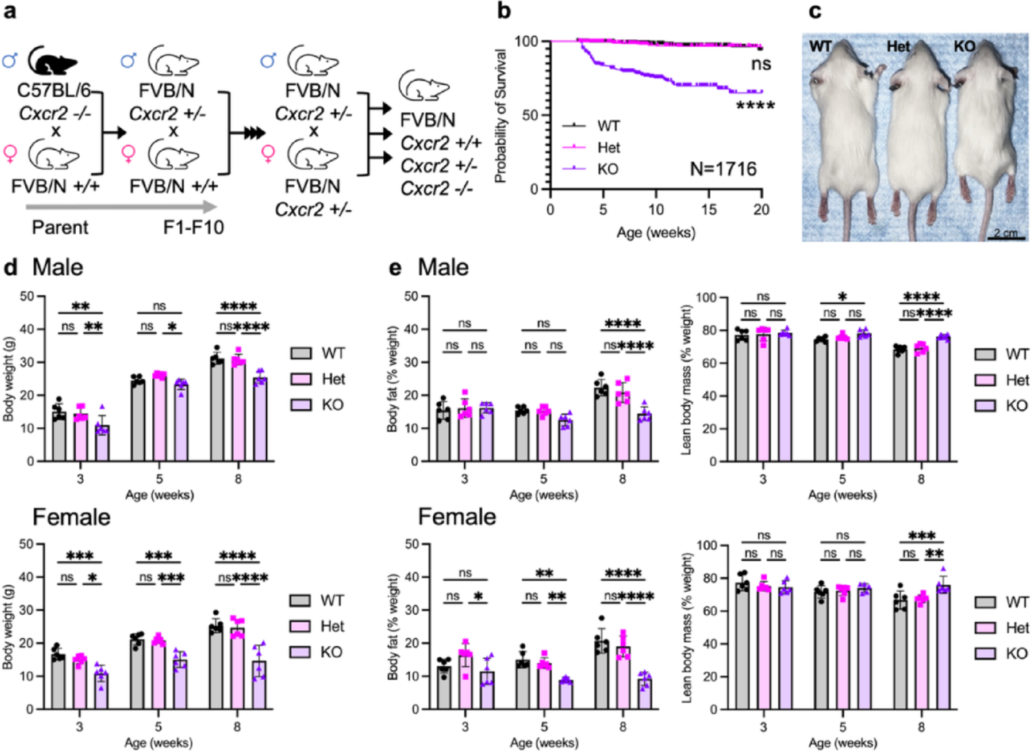 Cxcr2 is Required for Osteoclast Regulation, Bone Structure, and Hematological Response During Bone (Re)modeling