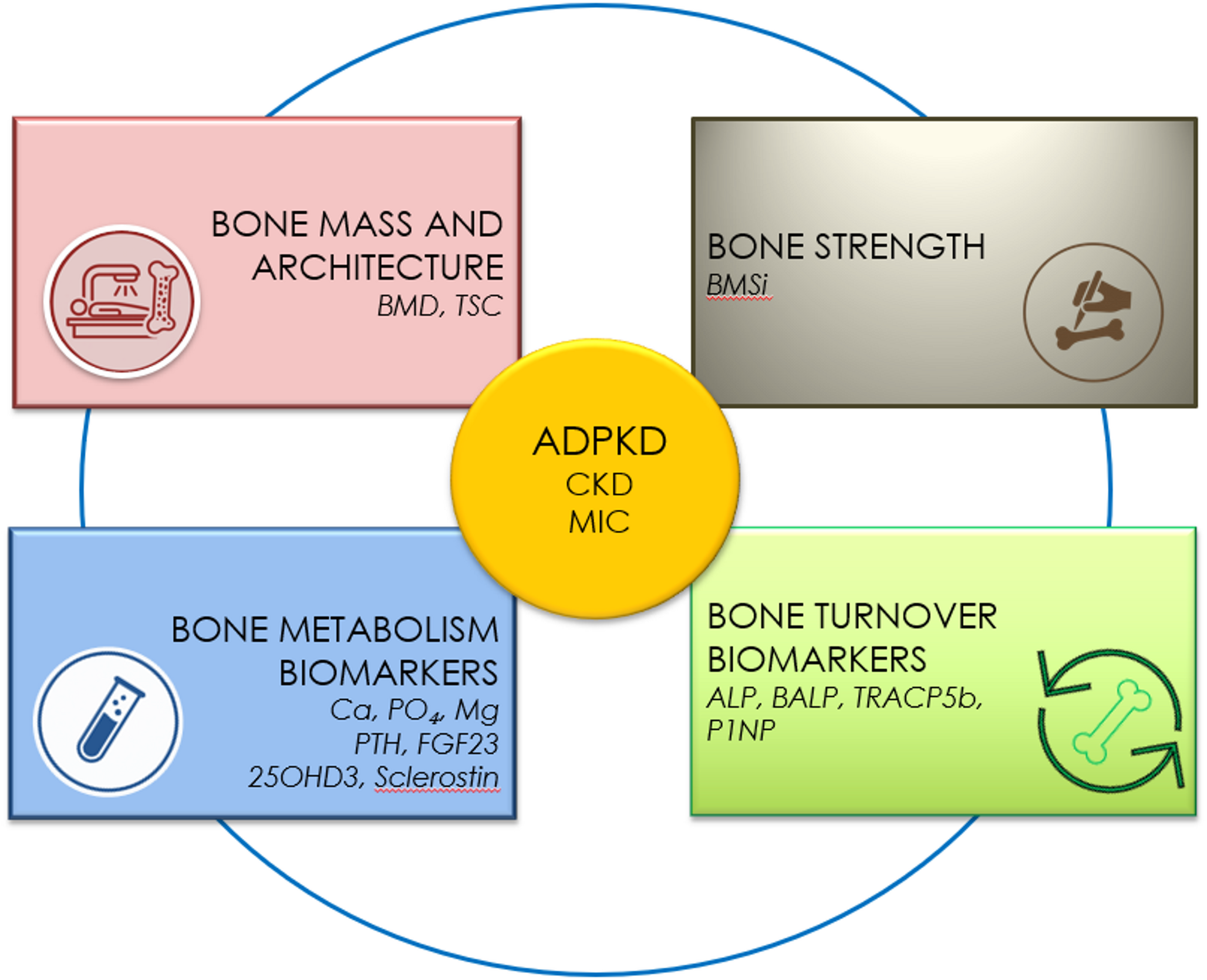 Bone Phenotype in Autosomal Dominant Polycystic Kidney Disease
