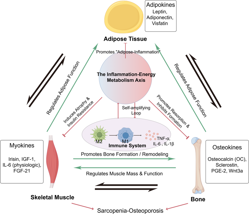 The Inflammation-Energy Metabolism Axis: A Central Driver of Sarcopenia-Osteoporosis: A Narrative Review