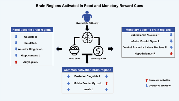 Differentiating the abnormalities of food and monetary reward cue processing associated with overweight/obesity: an ALE meta-analysis