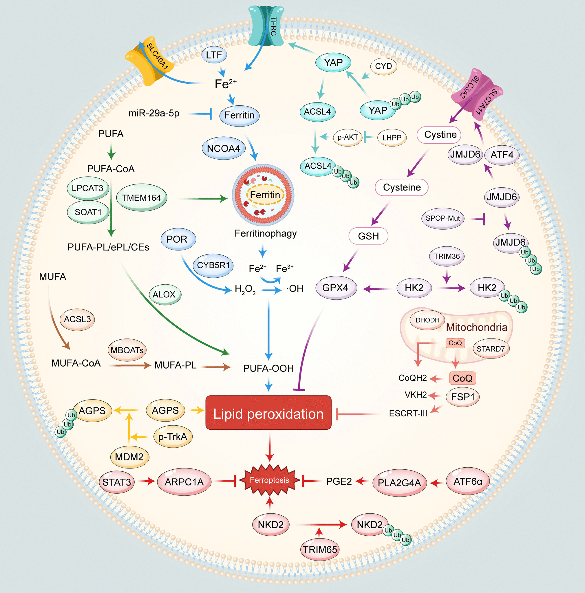 Integrated regulation of ferroptosis in prostate cancer covering mechanisms, resistance, and translational opportunities