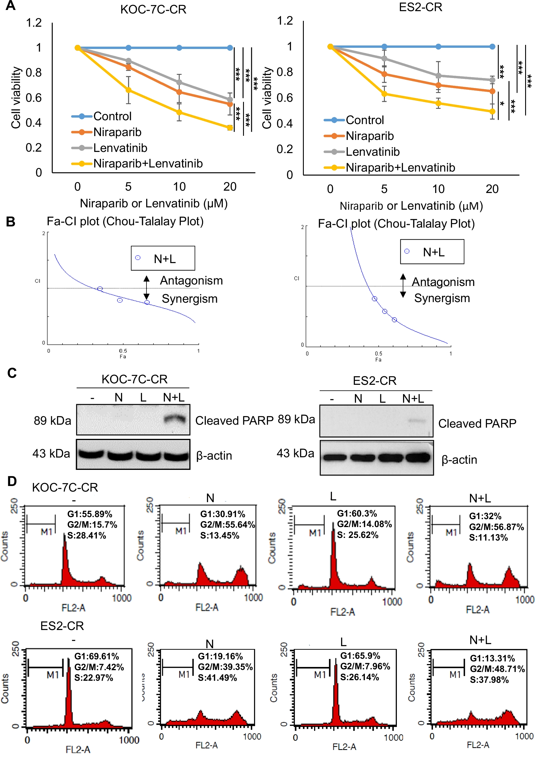Combined targeting poly (ADP-ribose) polymerase and receptor tyrosine kinase inhibits ovarian clear cell carcinoma progression through disrupted ribosome biogenesis