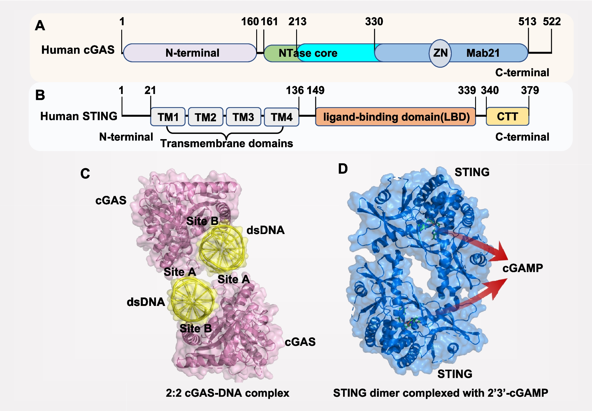 cGAS-STING signaling pathway in MASLD and liver fibrosis