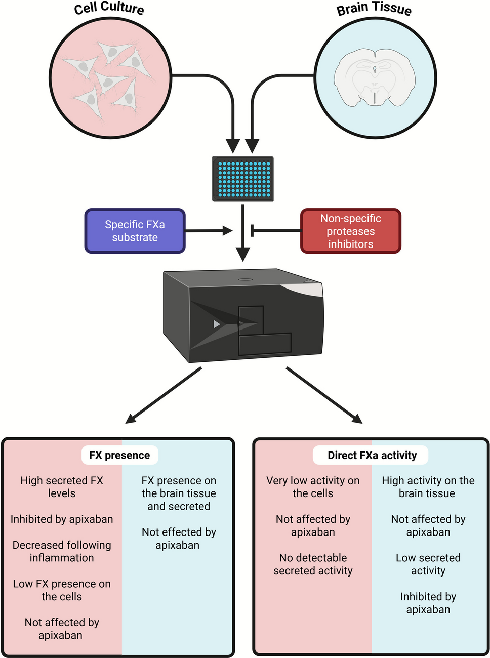 Measuring Neural Factor X Pathway Activity in Rodent Glioma Cell Culture and Brain Slices