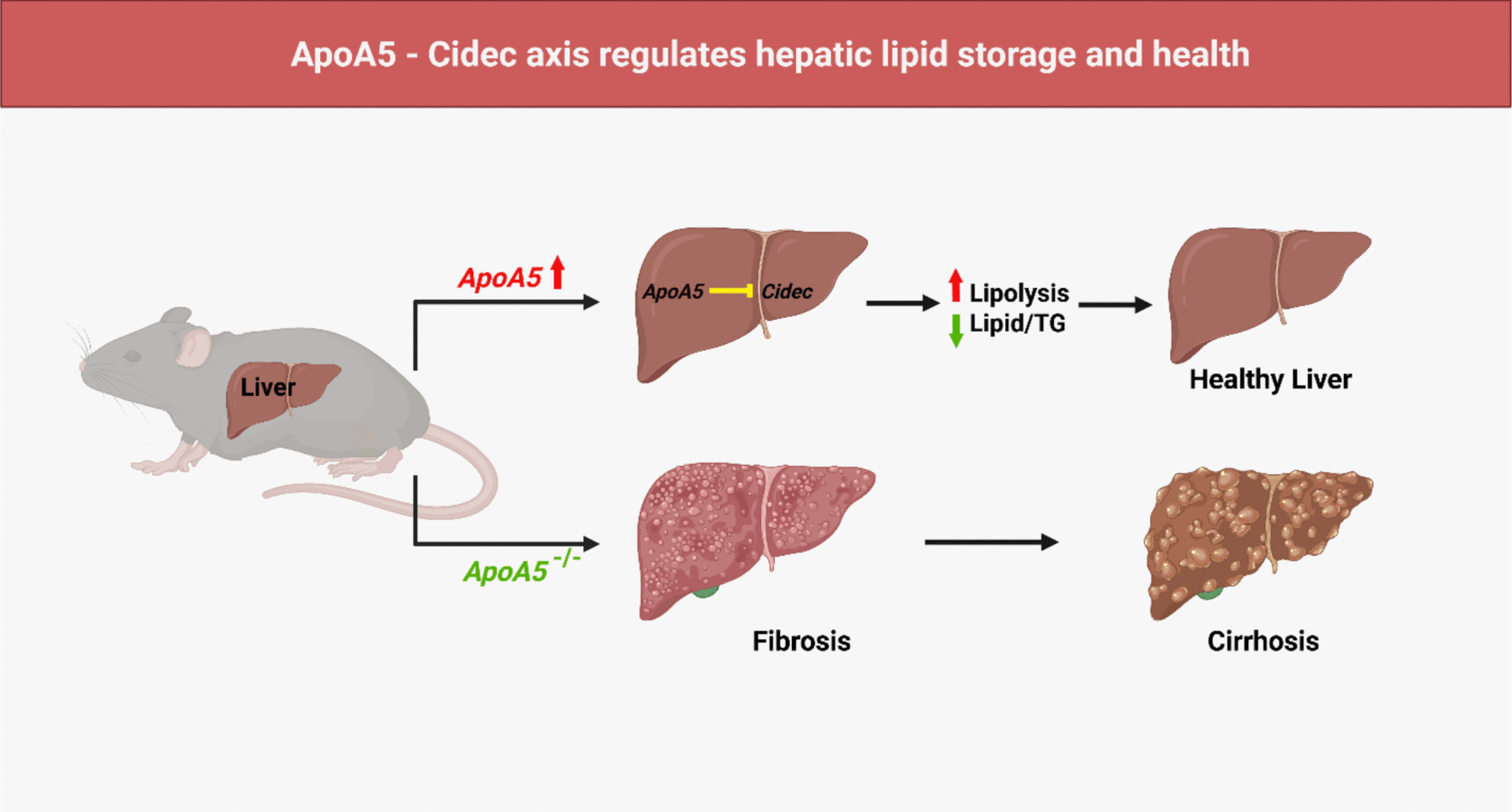The ApoA5–Cidec axis: keeping fibrosis and MASLD at bay
