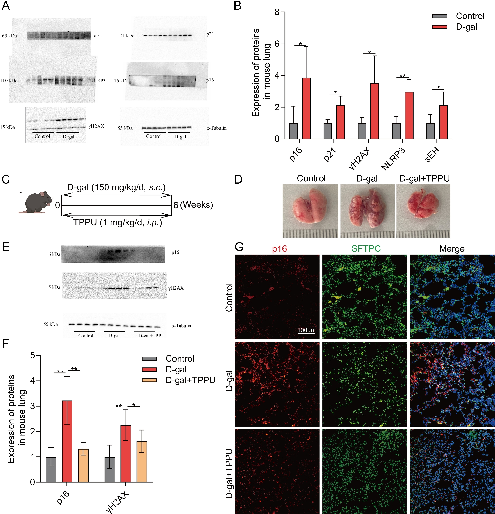 Spil-mediated sEH overexpression contributes to the senescence of alveolar epithelial cells during pulmonary fibrosis in mice