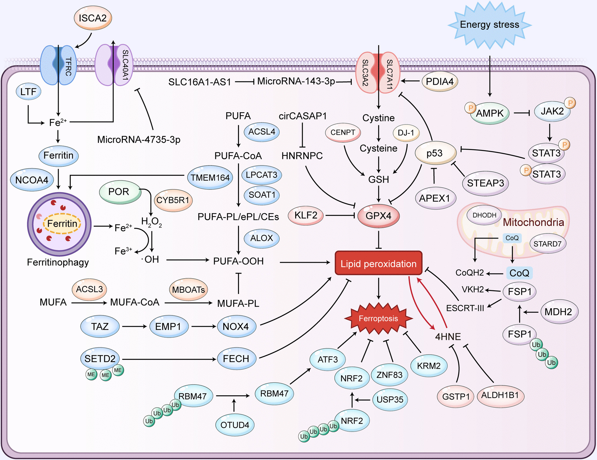 The role of ferroptosis in renal cell carcinoma: molecular mechanisms and therapeutic implications