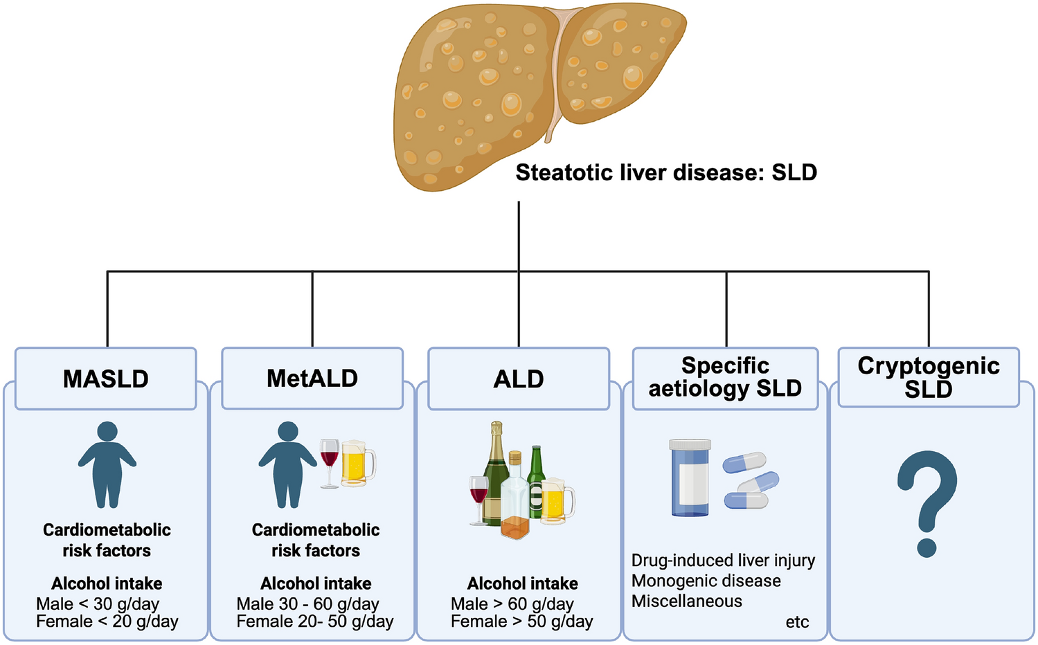 Metabolic dysfunction-associated steatotic liver disease (MASLD): definition, diagnosis, natural history, and treatment