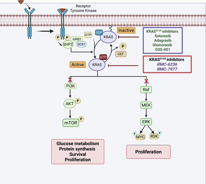 Therapeutic advances with KRASG12C inhibitors and combination strategies in non-small cell lung cancer brain metastases