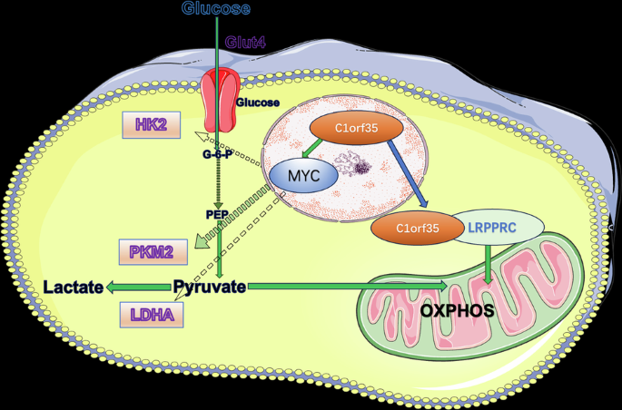C1orf35 contributes to high anabolic metabolism by simultaneously promoting aerobic glycolysis and oxidative phosphorylation in multiple myeloma cells
