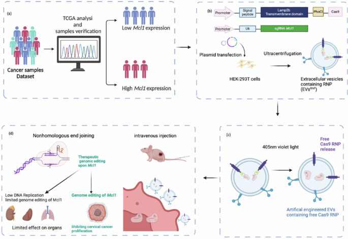 Effective delivery of genome editor to cervical cancer targeting Mcl1 for cancer therapy