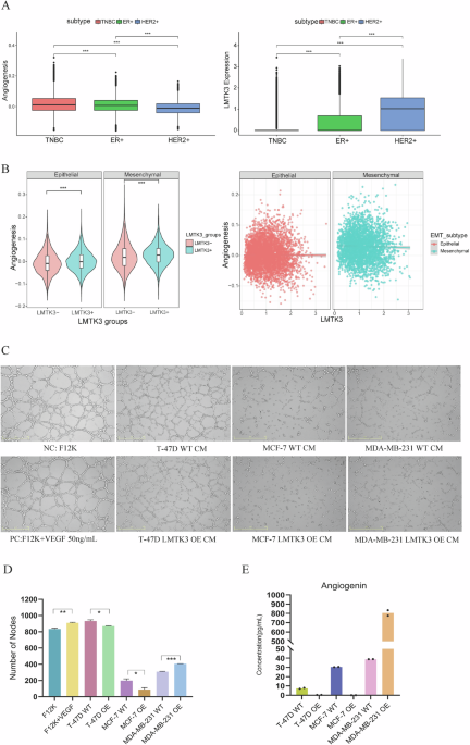 LMTK3 regulates breast cancer angiogenesis via a context-dependent mesenchymal-epithelial transition program