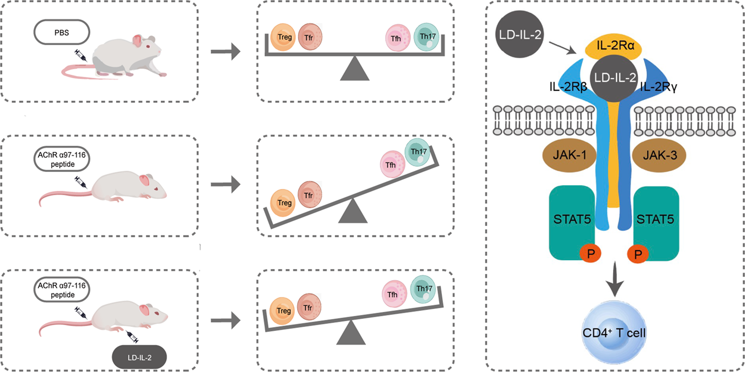 Low-dose IL-2 Ameliorates Experimental Autoimmune Myasthenia Gravis in Rats by Restoring the CD4-positive Helper T-cell Balance Via the JAK/STAT5 Pathway