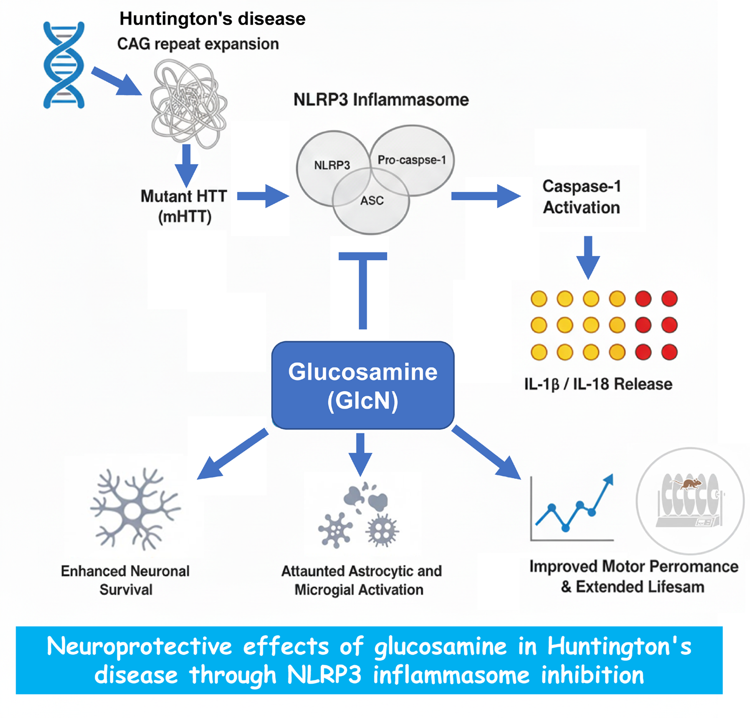 Neuroprotective Effects of Glucosamine in Huntington’s Disease Through NLRP3 Inflammasome Inhibition