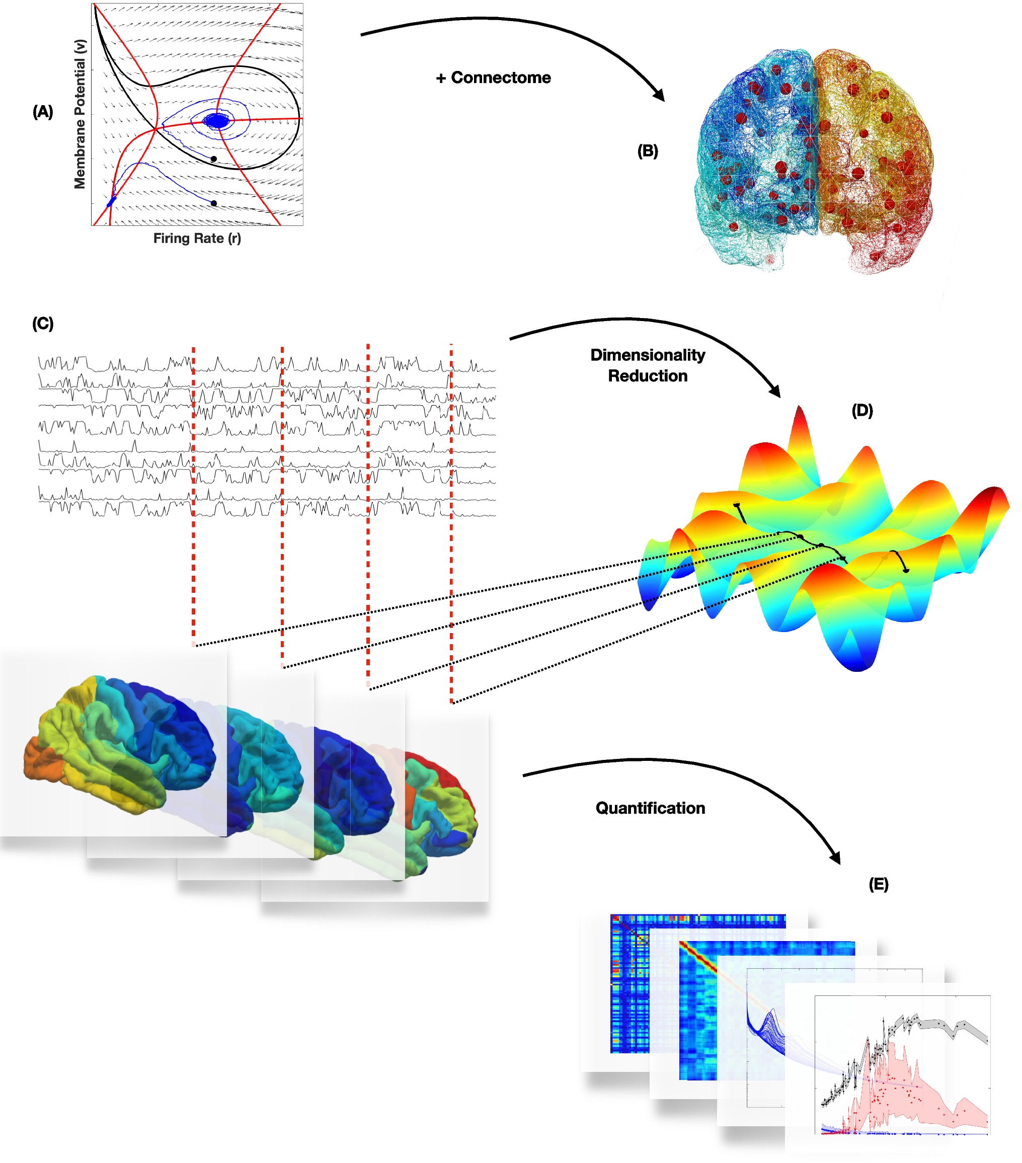 The role of connectivity for the degeneracy of the brain’s resting state dynamics