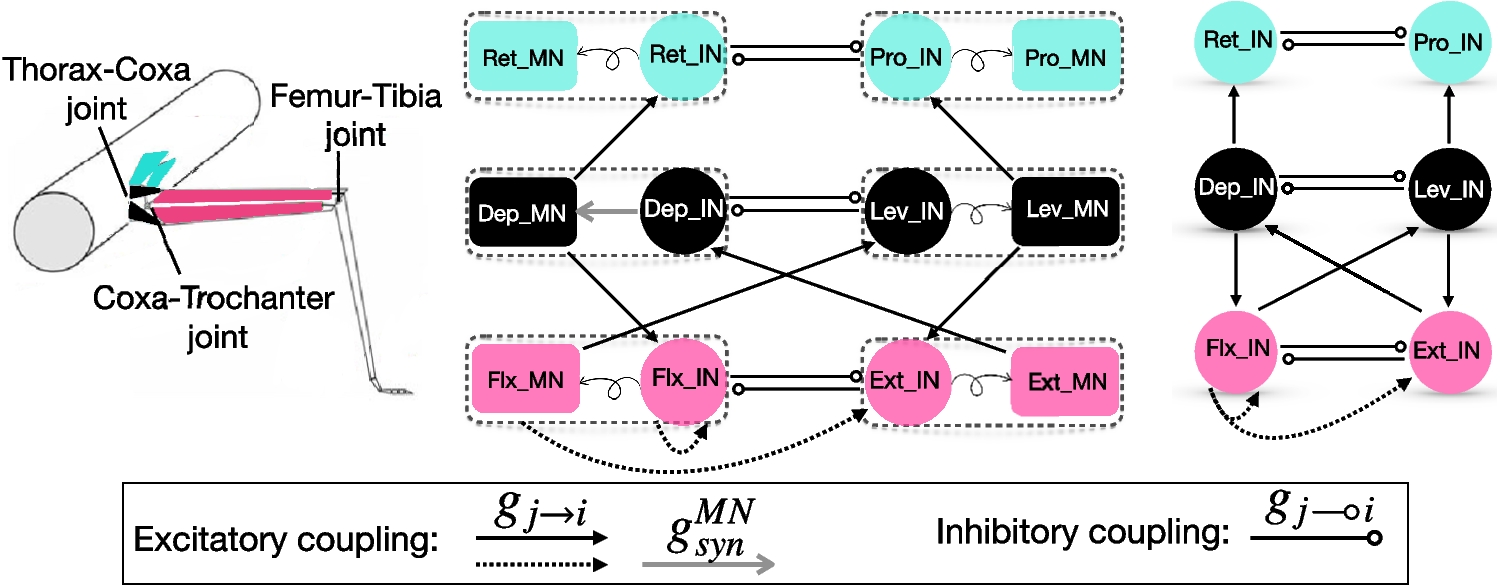Rhythm generation, robustness, and control in stick insect locomotion: modeling and analysis