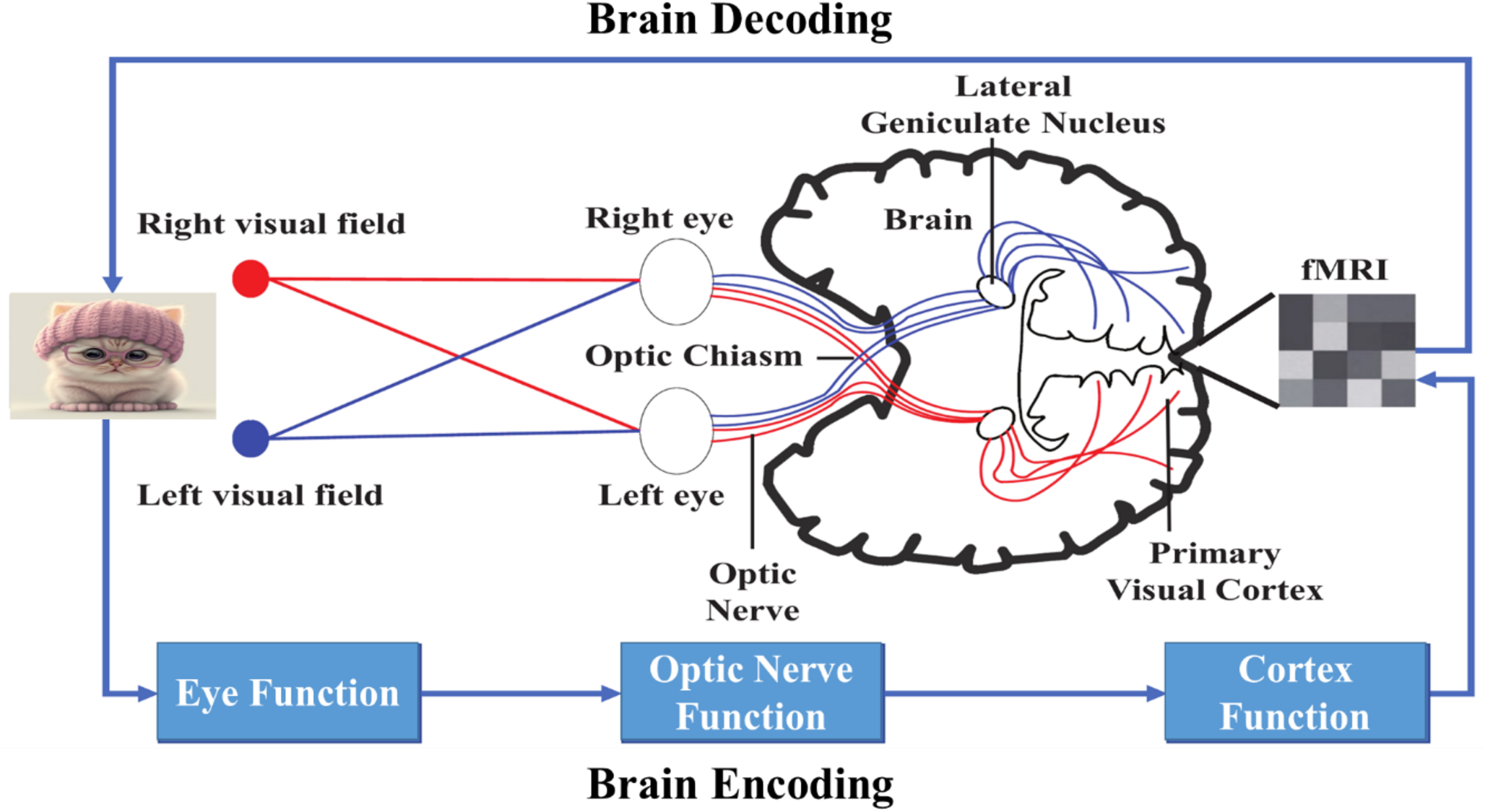 An attention-based fuzzy CNN-LTSM network for visual object recognition from fMRI images