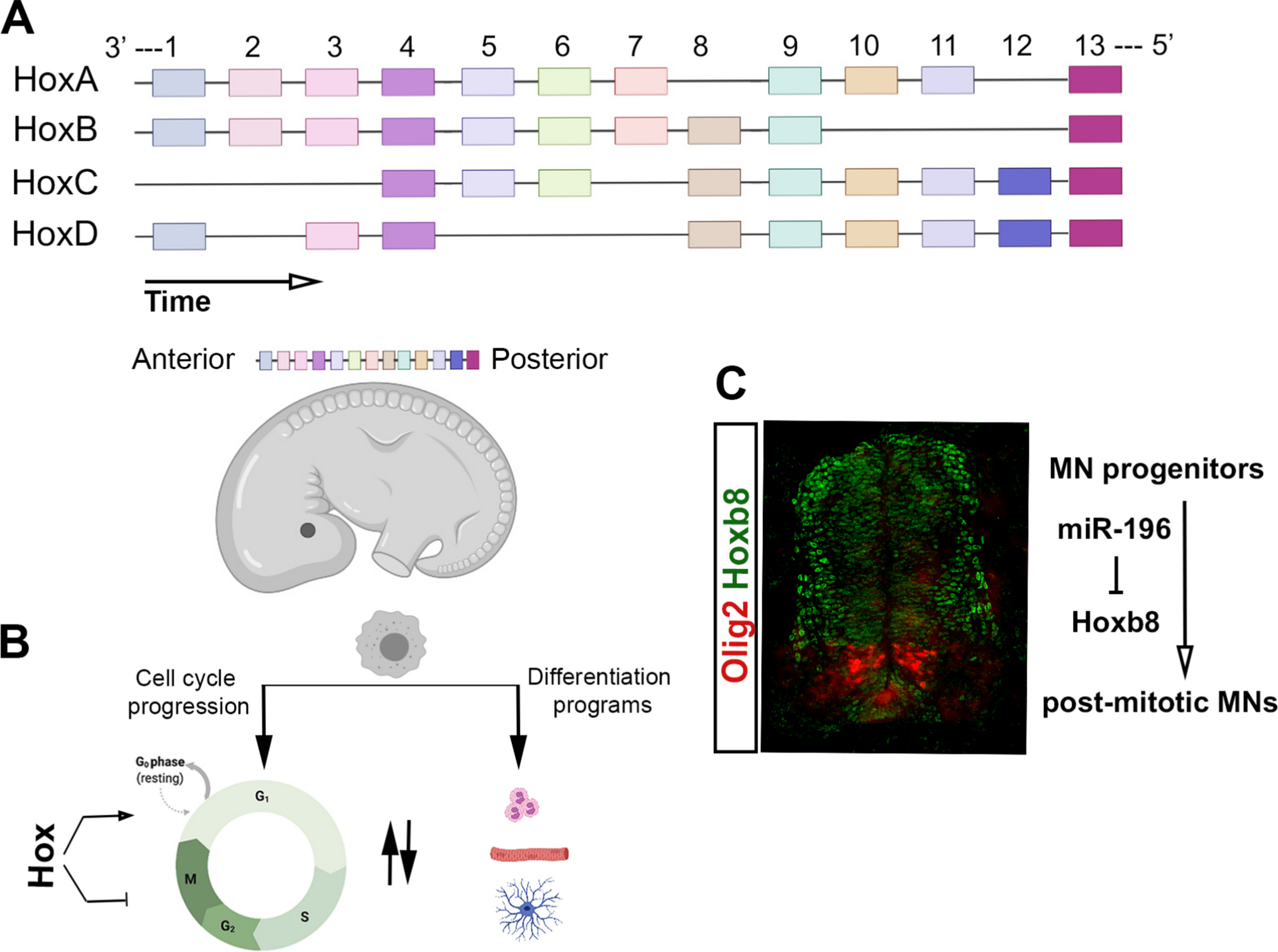 The diverse roles of Hox proteins in the regulation of the cell cycle and their therapeutic value in cancer treatment