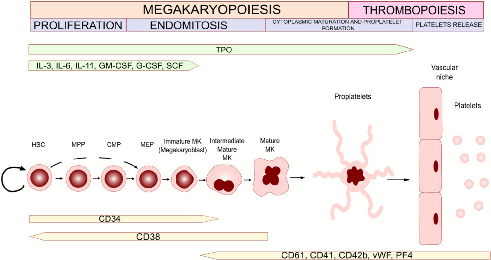 Thrombocytosis in cancer patients: when more is not better—in fact, the opposite