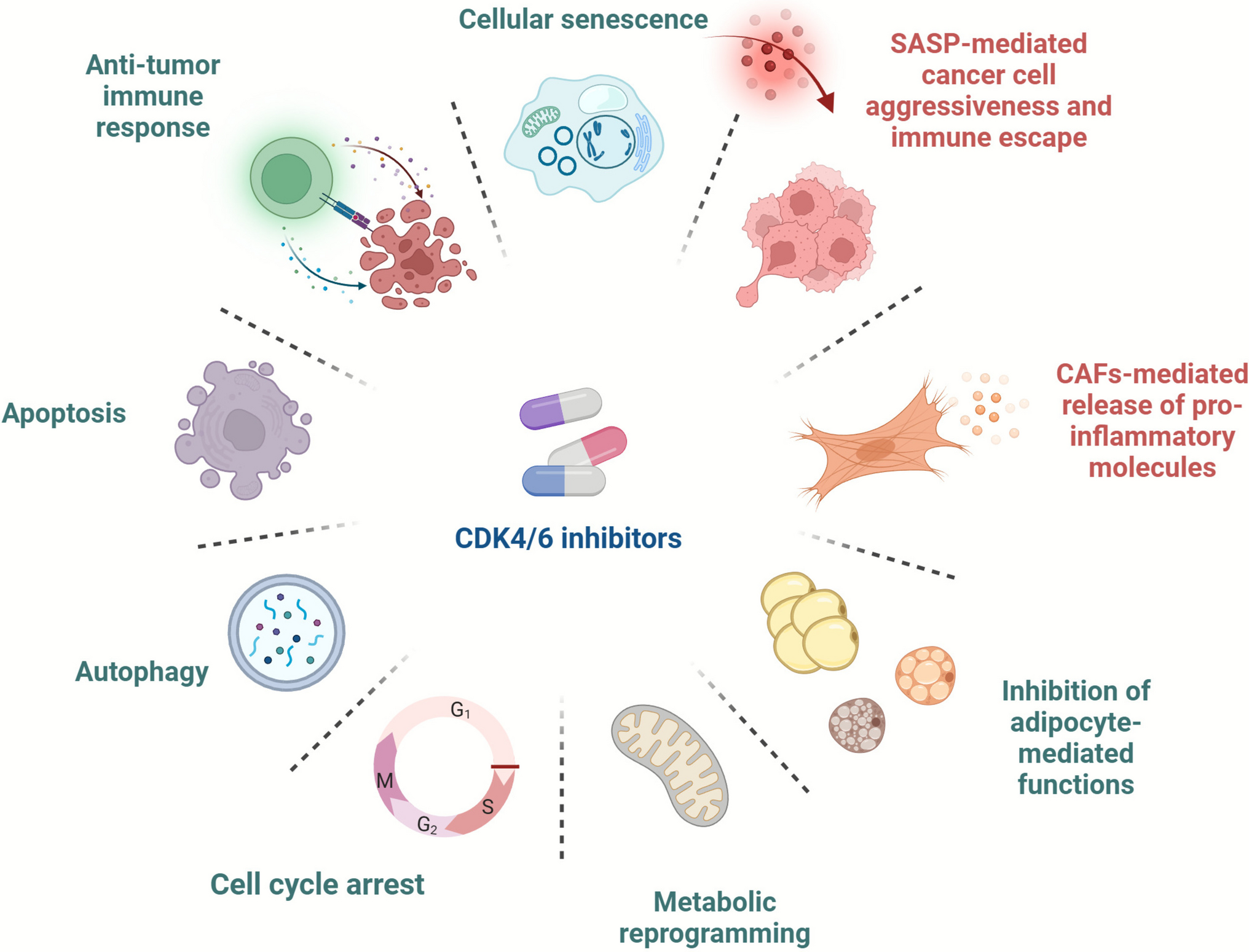 Alternate actions of CDK4/6 inhibitors beyond cell cycle blockade: unexplored roles in therapy resistance 