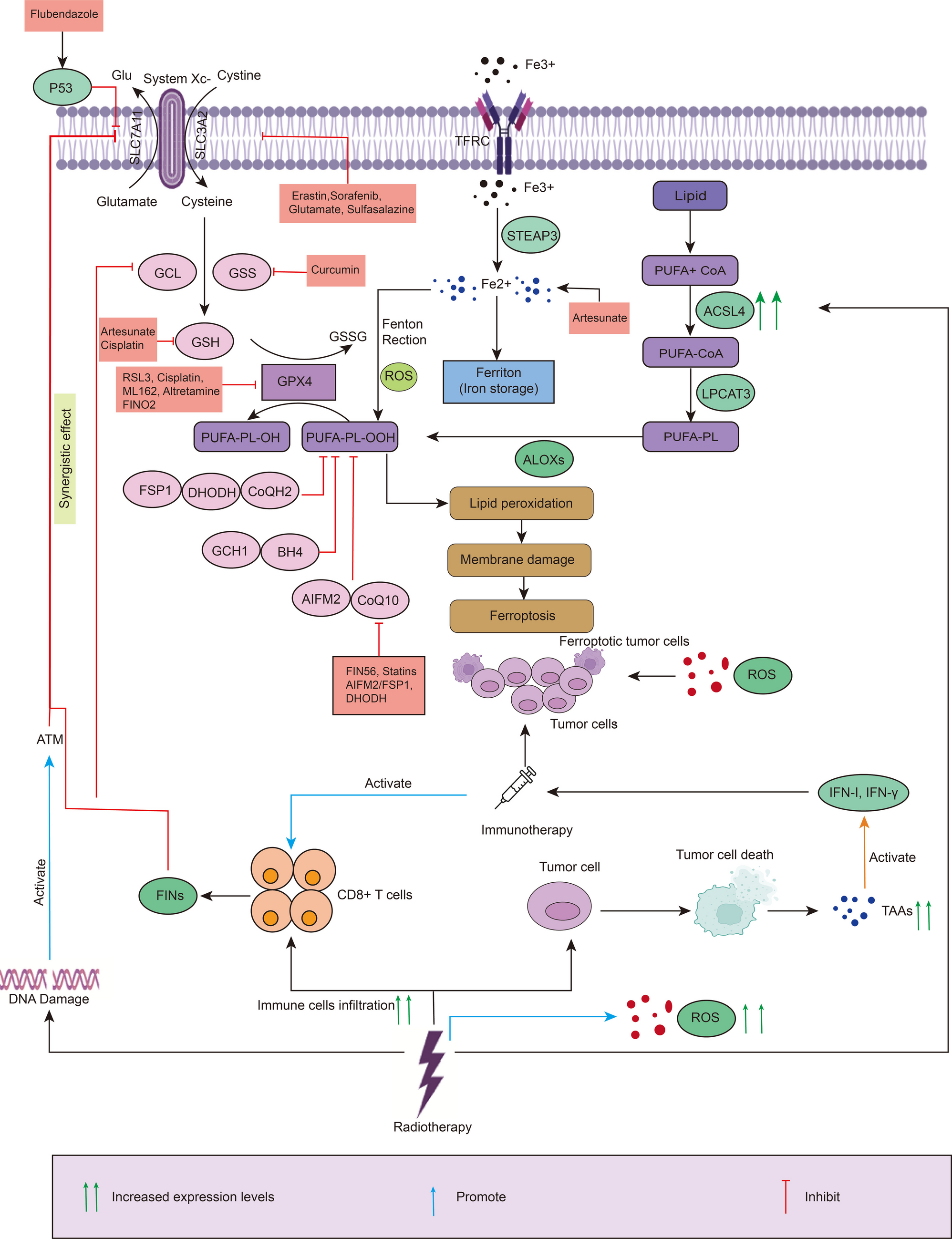 Ferroptosis at the intersection of radiotherapy and immunotherapy