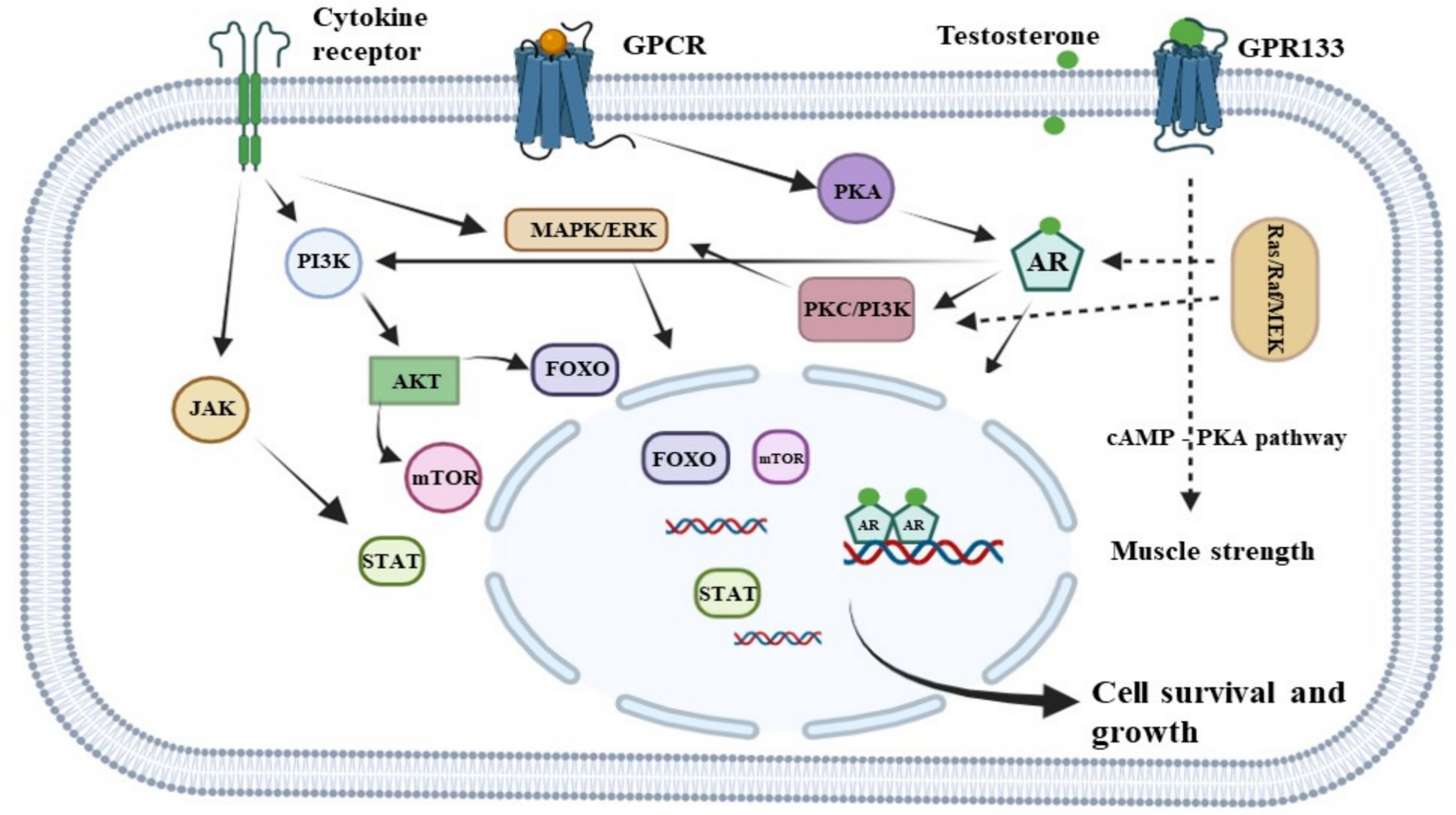 The intricate interplay between circadian rhythm, androgen signaling, hormone therapy, and cellular senescence in prostate cancer