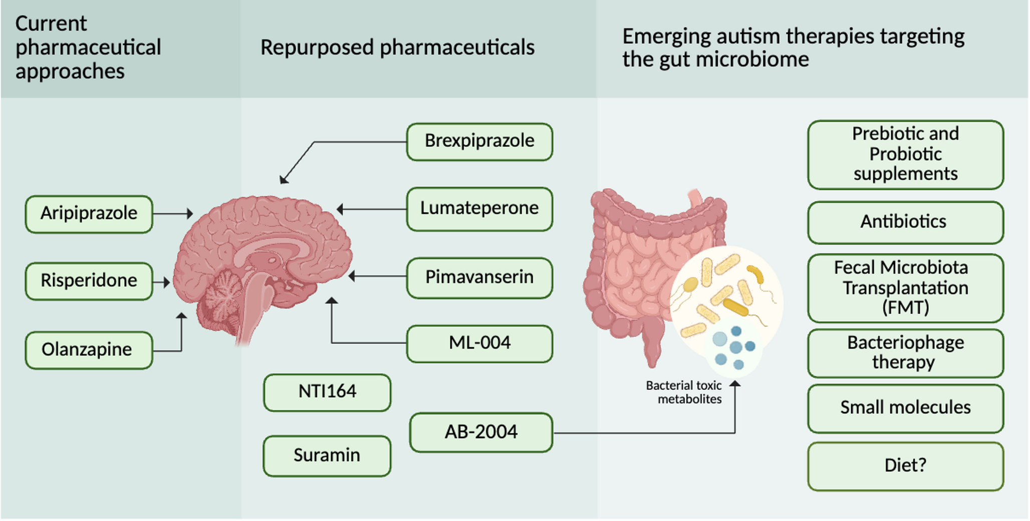 Towards treatments targeting the gut to improve behavioural outcomes in autism spectrum disorder