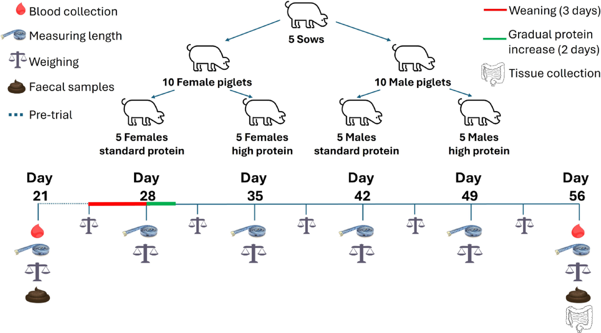 High-protein diets increase microbiota associated cresol production in the colon and reduce gut barrier function in a sex-dependent manner