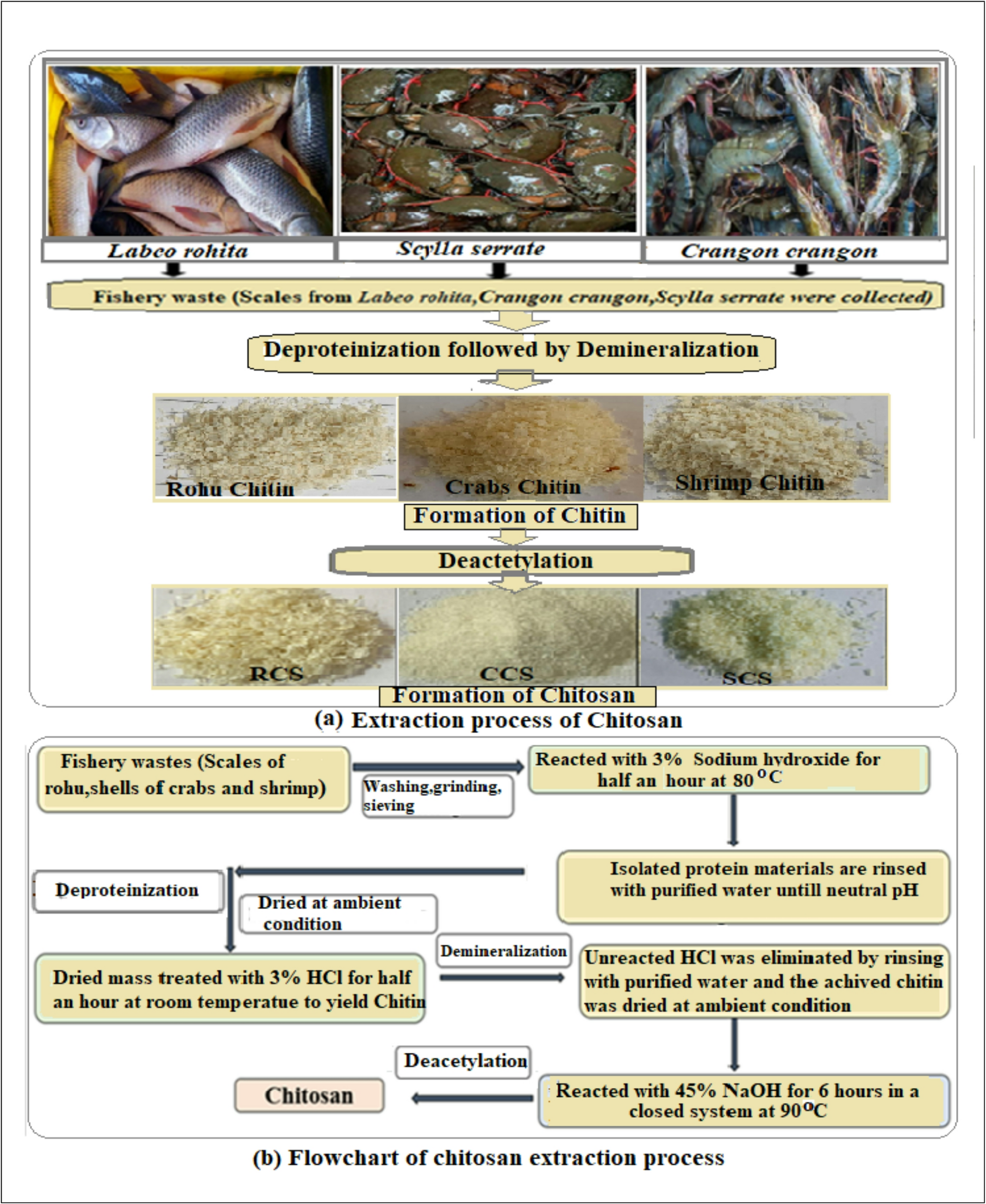 Comparative Analysis of Chitosan from Diverse Indian Fishery Wastes: Characterization and in Vitro Physicochemical and Biological Assessment for Pharmaceutical Uses