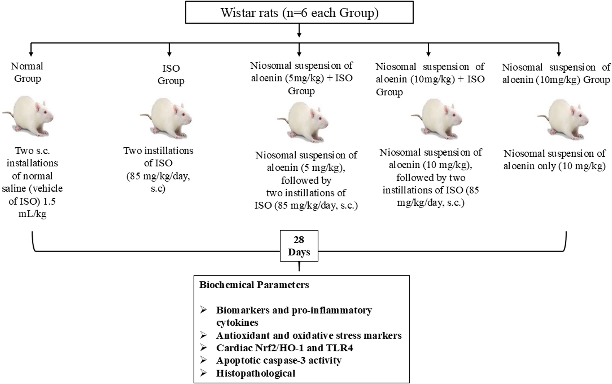 Formulation and Characterization of Niosomal Suspension of Aloenin for the Treatment of Myocardial Toxicity in Isoproterenol-Induced Rats Via Alteration HO-1/Nrf2/TLR4/ Caspase-3 Signaling Pathways
