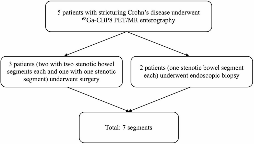 Collagen-binding probe PET/MR for distinguishing fibrotic from inflammatory strictures in Crohn’s disease