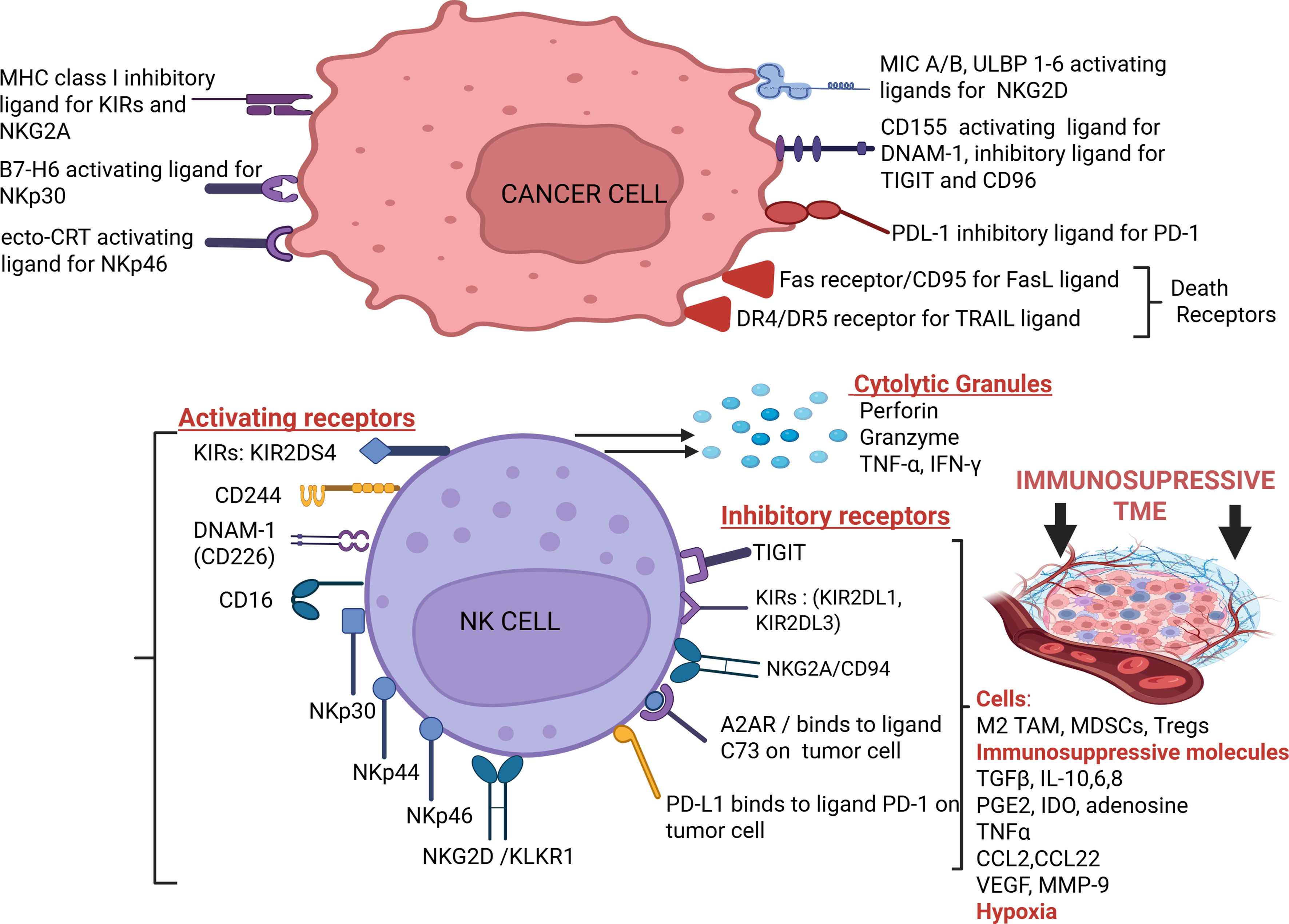 Update of NK cell therapy in pediatric brain tumors