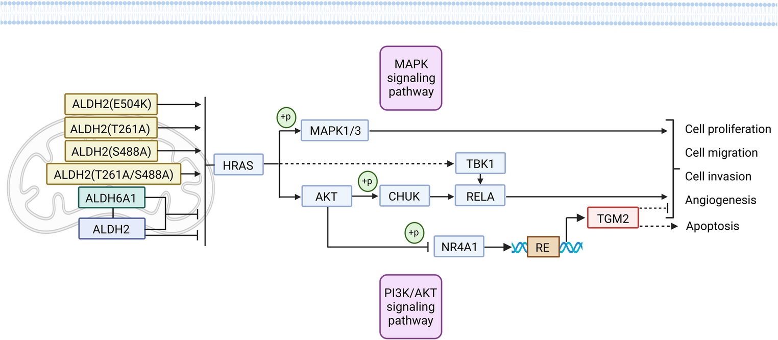 ALDH2 inhibits head and neck tumorigenesis through RAS signaling suppression, transactivation of , and synergy with ALDH6A1