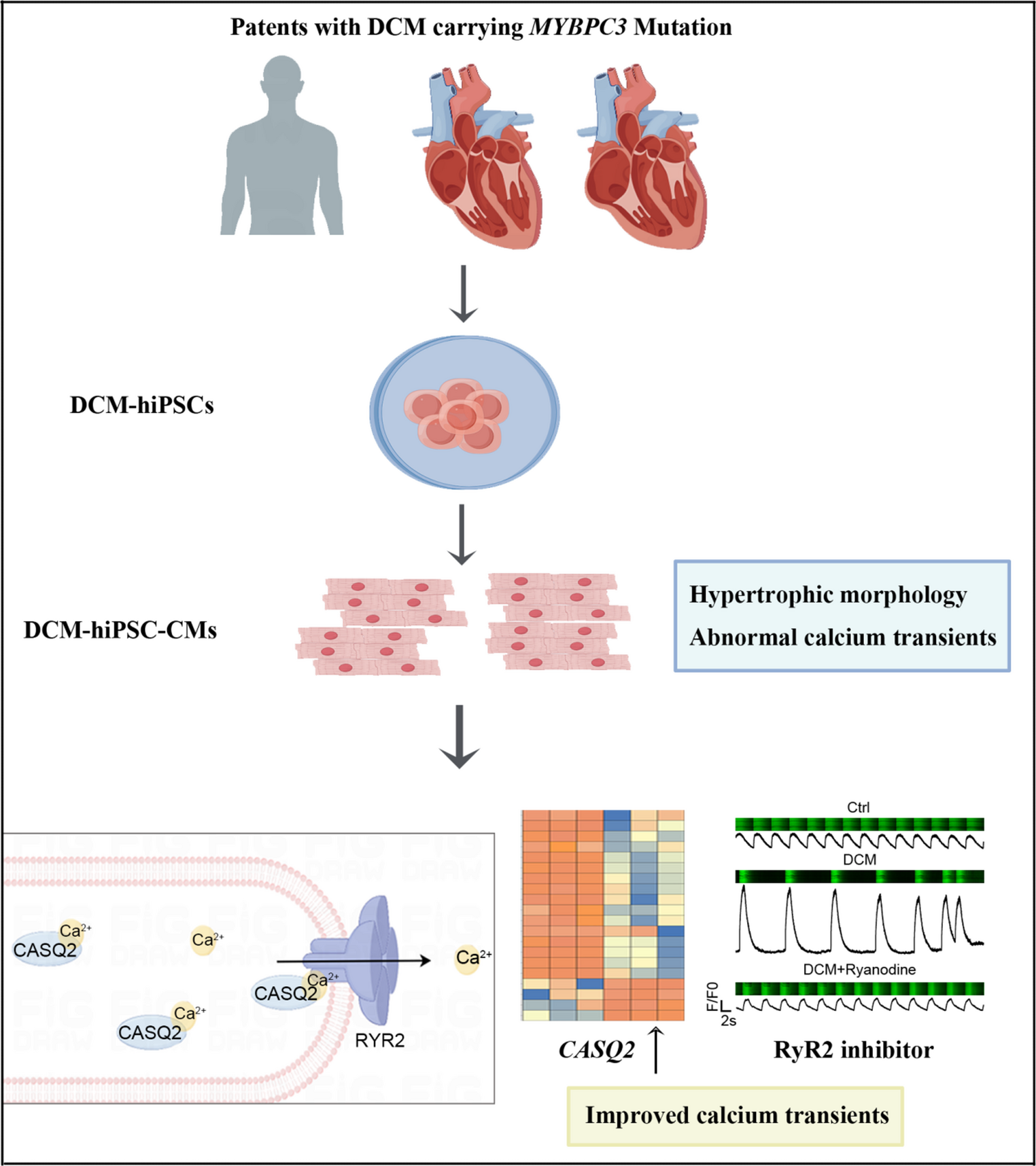 MYBPC3 (c.194 C > T) mutation-mediated RyR2 dysfunction contributes to pathogenic phenotypes of DCM revealed by HiPSC modeling