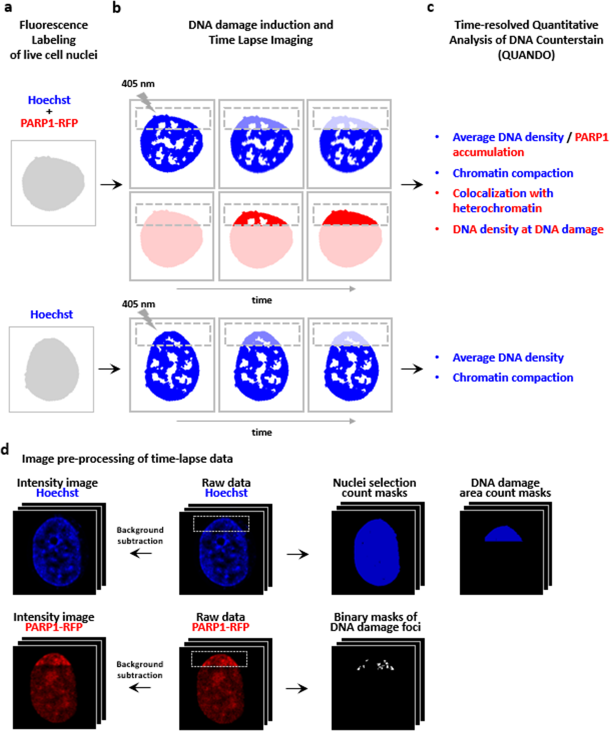 Tracking DNA damage localization and chromatin remodeling in live cells using time-resolved quantitative analysis of DNA counterstains