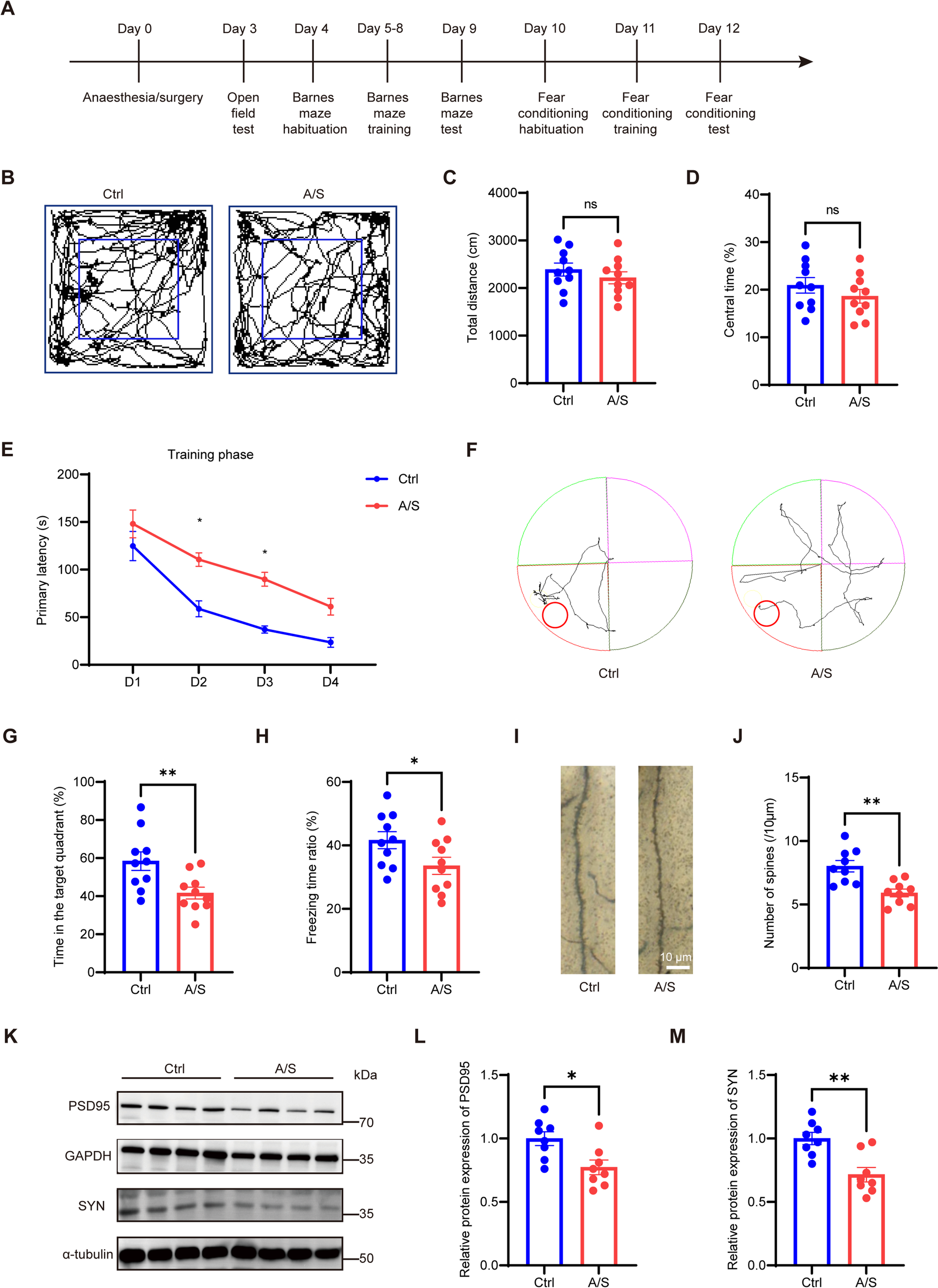 Histone lactylation leads to perioperative neurocognitive disorders by promoting the expression of  and inducing excessive mitochondrial fission in hippocampal neurons
