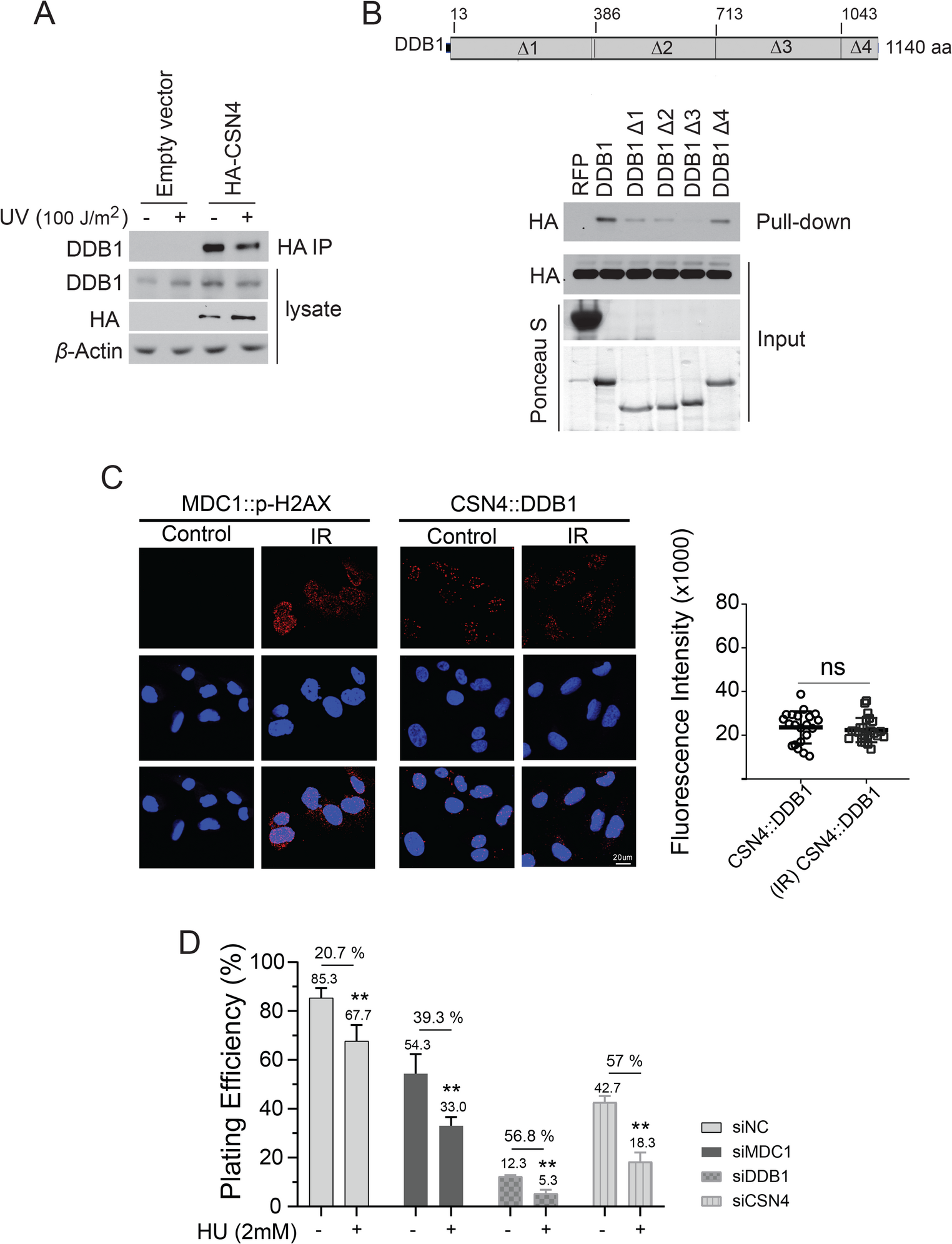 Interaction of CSN4 to DDB1 regulates its stability and function in DNA damage signaling