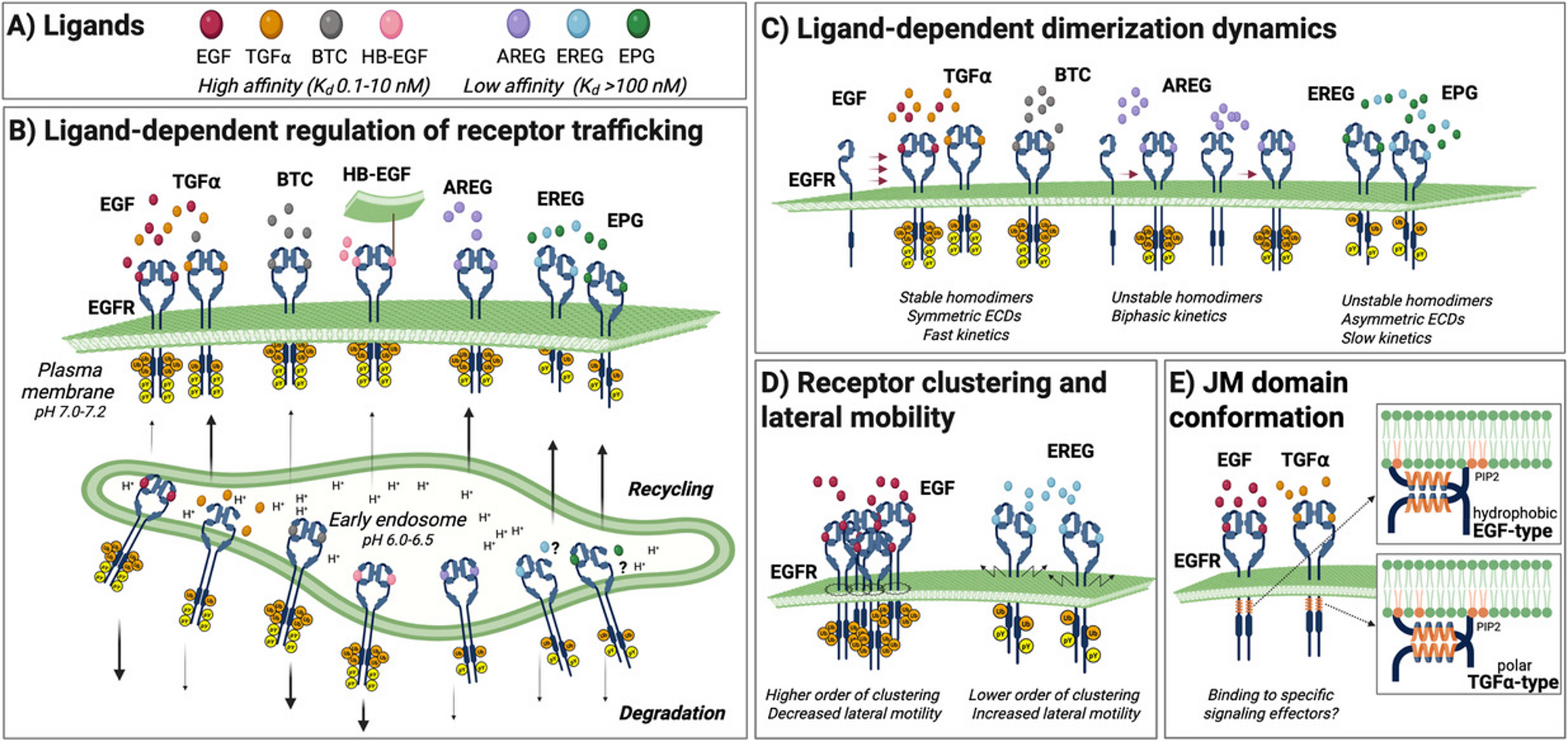 Beyond the membrane: rethinking EGFR signaling in physiology and cancer